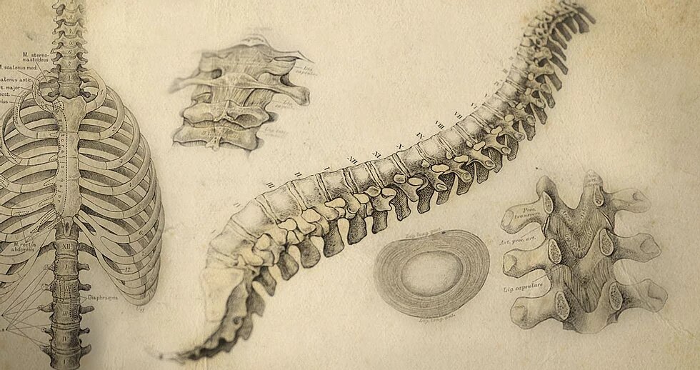 整脊和脊柱。 脊柱和椎骨的绘图