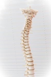 Columna vertebral doblada. Representación de la columna